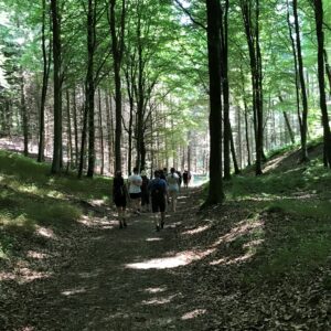 Mennesker vandrer i en skov