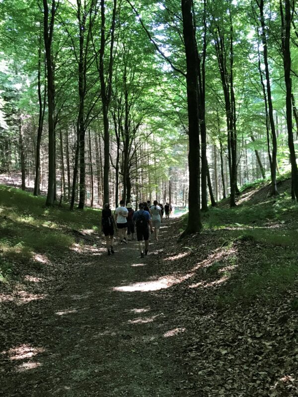 Mennesker vandrer i en skov
