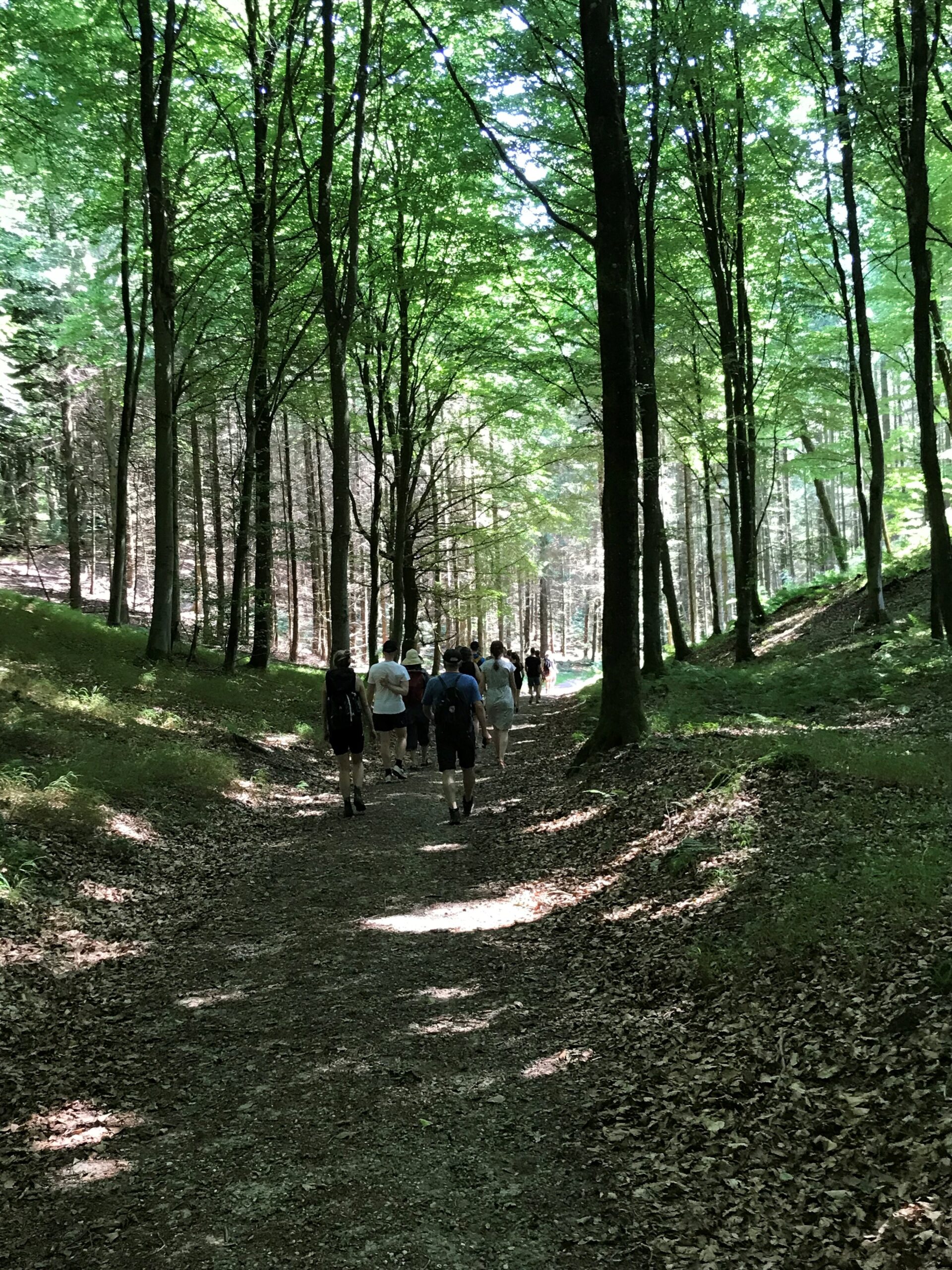 Mennesker vandrer i en skov